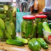 ICEBOX DILL PICKLES (no canning required)